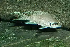 Neolamprologus brichardi.