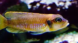 Neolamprologus ocellatus "gold" mâle en aquarium.