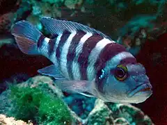 Neolamprologus sexfasciatus.