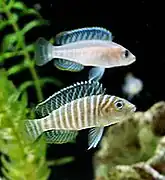 Neolamprologus similis.