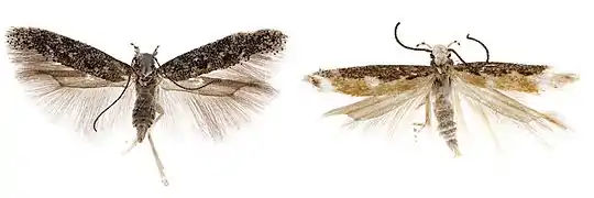 Neopalpa neonata (à gauche) et N. donaldtrumpi (à droite).