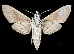 Face ventrale  de la femelle(coll. MHNT)