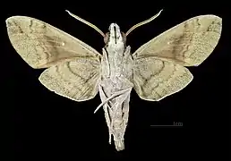 Face ventrale du mâle(coll. MHNT)