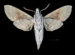 Face ventrale du mâle(coll.MHNT)