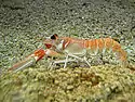 Laugoustine commune (Nephrops norvegicus, is:Leturhumar)