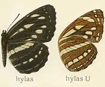 Illustration de Seitz (dessous à droite).