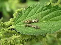 Accouplements d’H. urticae sur feuilles d'orties.
