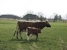 Animaux rouges à ligne dorsale, ventre et pattes blancs