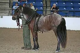 Image illustrative de l’article Poney de Terre-Neuve