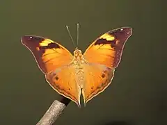 KalliminiDoleschallia bisaltide