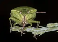 Vue de face montrant le rostre
