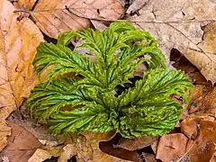 Berce sortant du tapis de sous bois