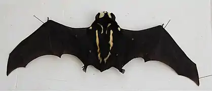 Vue dorsale (spécimen naturalisé)