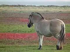 Un cheval vu de 3/4 arrière dos, avec une ligne brune foncée qui parcourt le milieu du dos et finit à la racine de la queue.