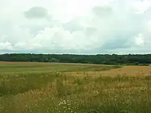 Photographie en couleurs d'un paysage de grands champs avec une forêt à l'arrière-plan.