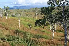 Paysage de brousse au nord vers Poum.
