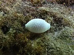 Nucleolaria nucleus madagascariensis (coquille vide)