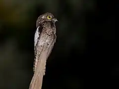 Nyctibius leucopterus