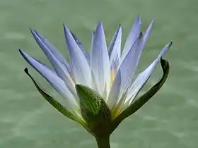 Lotus bleu d'Égypte, que l'on trouve dans les étangs de jardin.