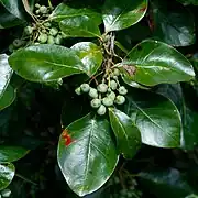 Feuillage et fruits encore verts.