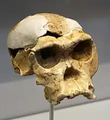 Homo habilisOH 24