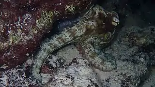 Octopus insularis (en) (Caraïbes et Brésil)