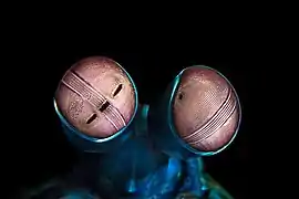 Gros-plan sur les yeux composés complexes d'une crevette-mante paon, avec les trois pupilles indépendantes et les différents filtres.
