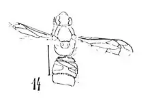 Odynerus oligopunctatus N. Théobald 1937 Holotype éch. F147 x2,5 p. 400 pl.XXVIII Insectes du Stampien de Céreste (Basses-Alpes).