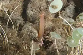 Oestergrenia digitata.