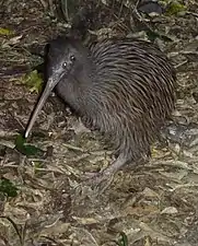 Photographie nocturne d'un kiwi.