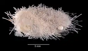 Aeropsis rostrata, un Aeropsidae