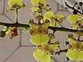 Détail de la fleur d'Oncidium cebolleta.