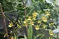 Oncidium sphacelatum.