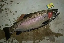 Truite arc-en-ciel (Oncorhynchus mykiss)
