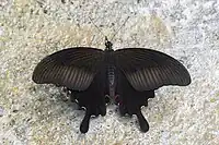 Papilio helenus (avers)