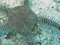 Ophiarachna delicata