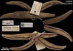 Spécimen holotype du MNHN.