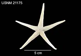 Tamaria scleroderma (USNM)