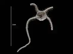 Ophiocten megaloplax