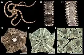 Ophioderma panamensis