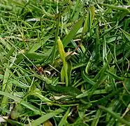 Ophioglosse des Açores(Ophioglossum azoricum).