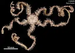 Ophiogymna pellicula (MNHN).