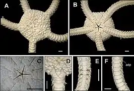 Ophiolepis impressa (détails)