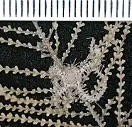 Ophiomitrella granulosa