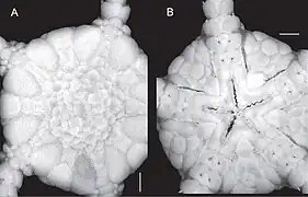 Ophiomusium eburneum
