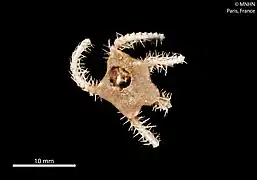 Ophiophrura tripapillata (Ophioscolecidae)