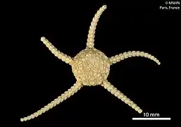 Ophioplinthus martensi (MNHN).