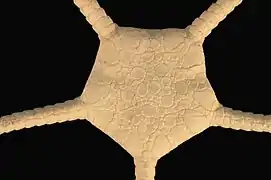 Ophioplinthus tessellata (YPMNH)