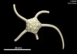 Ophioplinthus tumescens (MNHN)