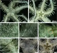 Ophiopristis shenhaiyongshii